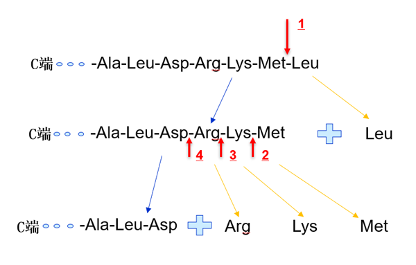 efficiently hydrolyze the internal peptide chain of 