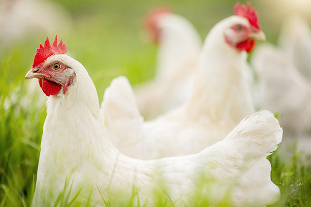 YeaSel: Leading the Way in High-Quality Livestock and Poultry Meat Products