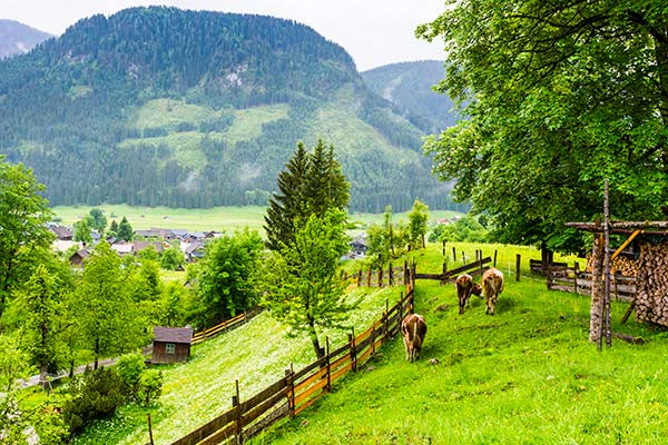 Angel Yeast: Leading the Way in Sustainable Animal Nutrition through Green Innovation