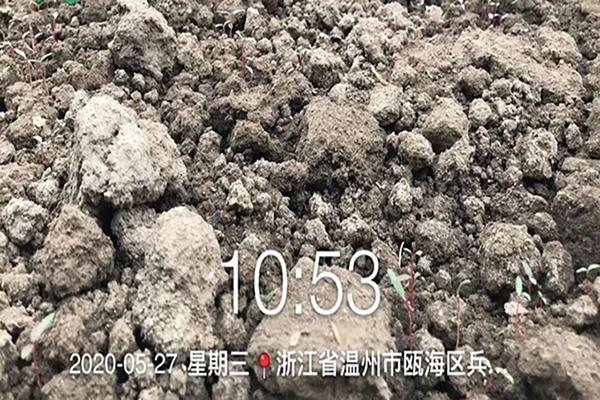 Soil-borne diseases have severe impacts that cause amaranth seedlings to have a low surviving rate. So, what should we do