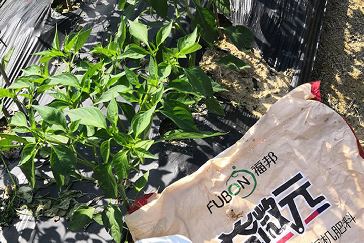 Yiweiyuan, a new favorite of pepper growers