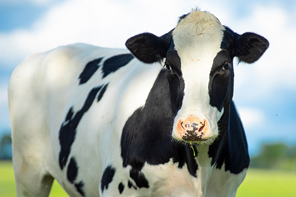 YeaVita R: Enhancing Rumen Microbiota and Production Efficiency