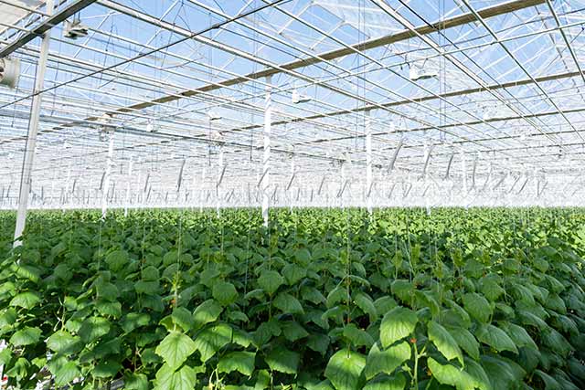 Agricultural Yeast: Igniting a Green Revolution in Agriculture