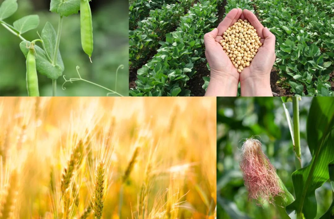 有机氮源根据其来源分类